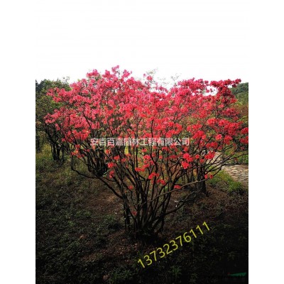 浙江大量映山红出售介绍/特征/用途