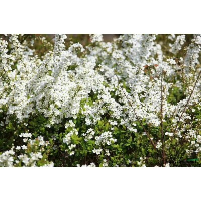 浙江120杯常夏石竹 杭州常夏石竹价格哪里好/哪家便宜