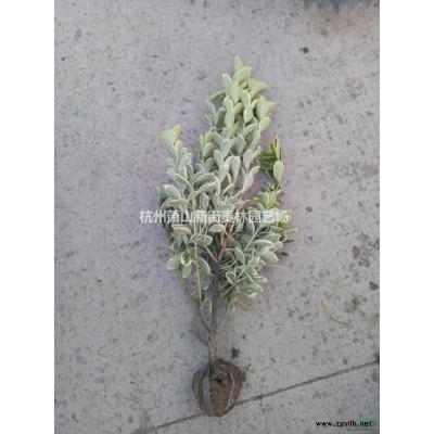 优质特价龟甲冬青大杯 浙江龟甲冬青大杯价格产地直销