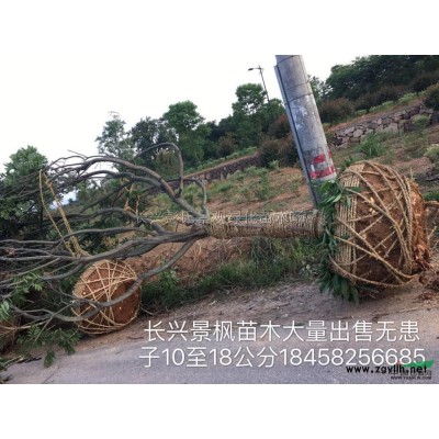 浙江玉兰2批发/供应