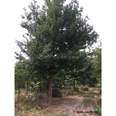 优质特价马褂木产地直销