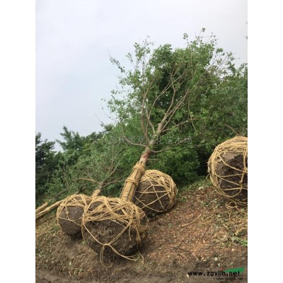 杨梅树供应/杨梅树图片