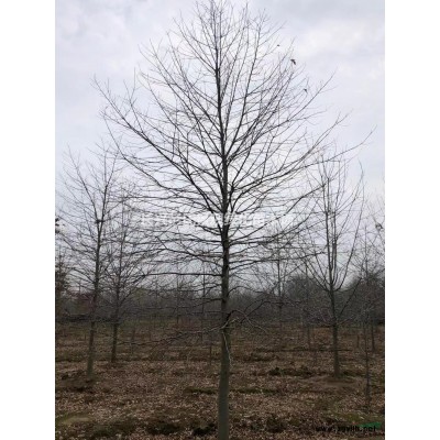 红叶石楠4行情报价\红叶石楠4图片展示