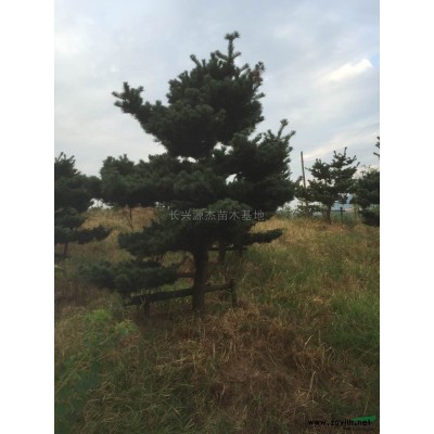 浙江精品栾树介绍