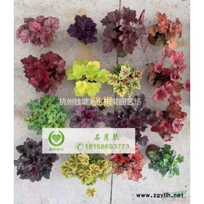 矮牵牛花