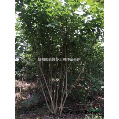 供应自家合欢苗