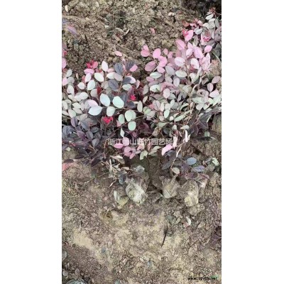 浙江佛甲草小杯供应商 佛甲草小杯苗产地直供