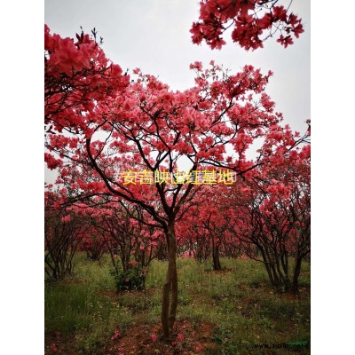 2021年浙江全冠映山红出售新报价