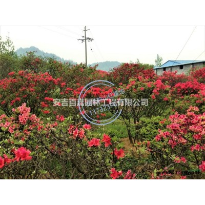 大小规格浙江映山红基地