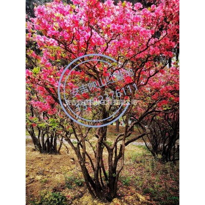 大小规格精品映山红出售基地