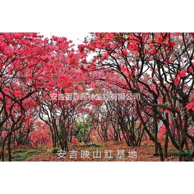 浙江安吉高山全冠映山红出售批发/供应