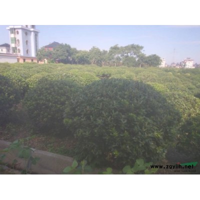 浙江[产品]/浙江红王子锦带花 杭州红王子锦带价格/报价