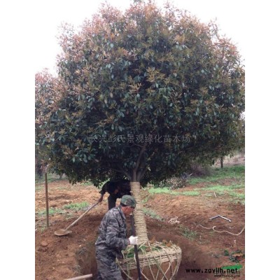 优质特价红梅 浙江红梅基地 湖州红梅产地直销