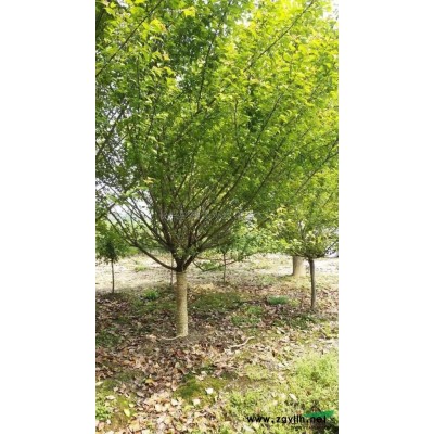 优质特价红果哦冬青 浙江红果冬青 湖州红果冬青产地直销