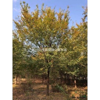 浙江乌桕3介绍/特征/用途