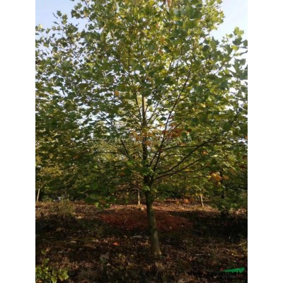 浙江三角枫4信息