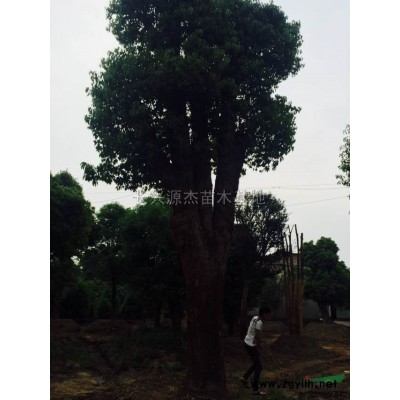 精品乌桕供应/精品乌桕图片