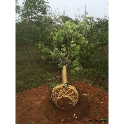 精品朴树行情报价\精品朴树图片展示