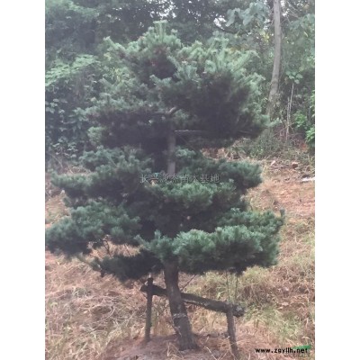 精品红玉兰报价/浙江精品红玉兰报价