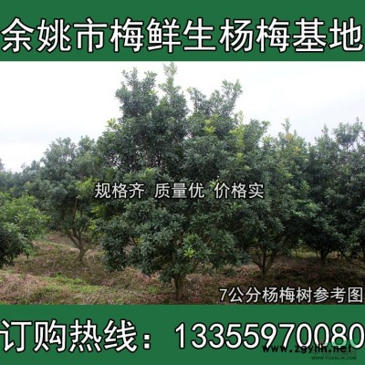 浙江六公分杨梅树基地介绍 欢迎参观余姚梅鲜生杨梅基地