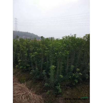 五公分杨梅树 基地直供 长势好