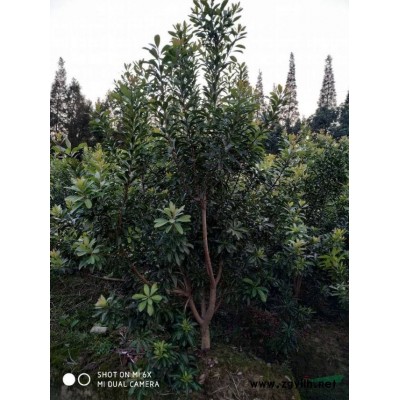 2020年浙江四公分杨梅树新报价 咨询余姚梅鲜生