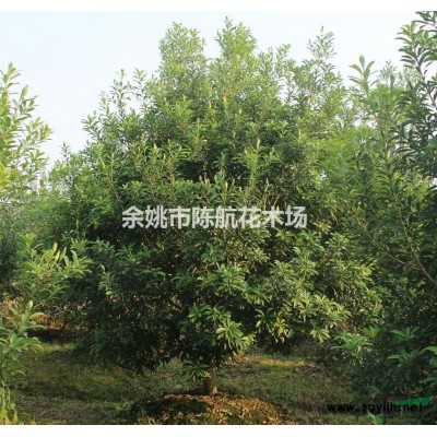 浙江杨梅哪里好 余姚市梅鲜生杨梅基地