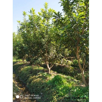 杨梅价格18元_余姚杨梅价格表_余姚杨梅报价