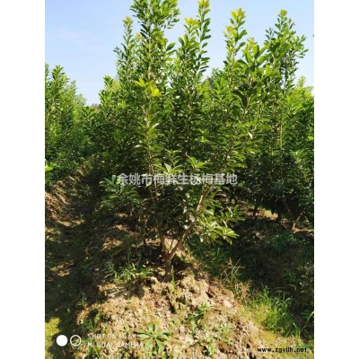 高100余姚杨梅价格=0.2米0.3米0.5米余姚杨梅报价