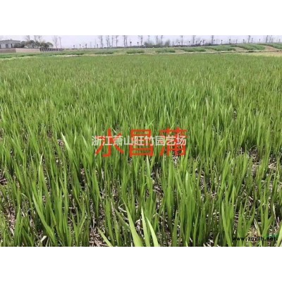浙江供应绣线菊 绣线菊大杯 绣线菊小杯 绣线菊毛球