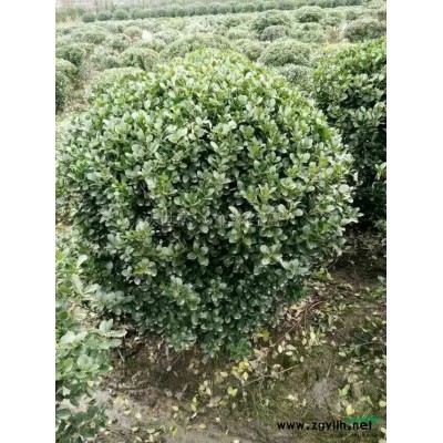 红花继木球行情报价\红花继木球图片展示