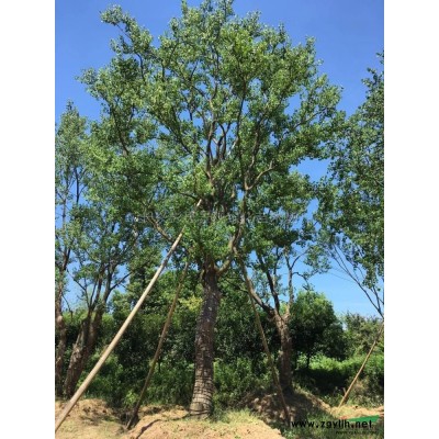 浙江娜塔栎 湖州娜塔栎 大小规格娜塔栎介绍/特征/用途