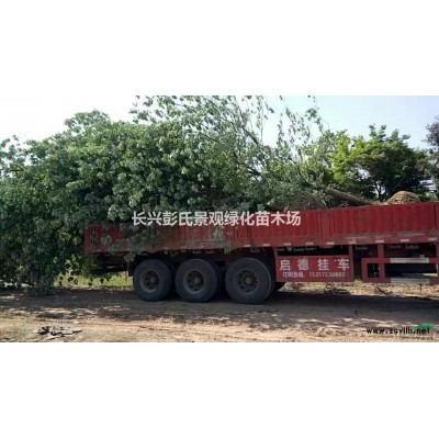 优质特价朴树 浙江朴树 湖州朴树 长兴朴树低价出售产地直销