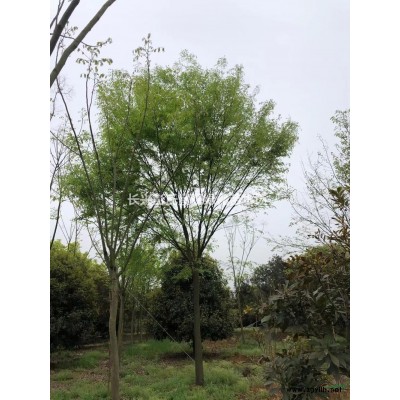 浙江供应三角枫 湖州三角枫价格 长兴三角枫规格*