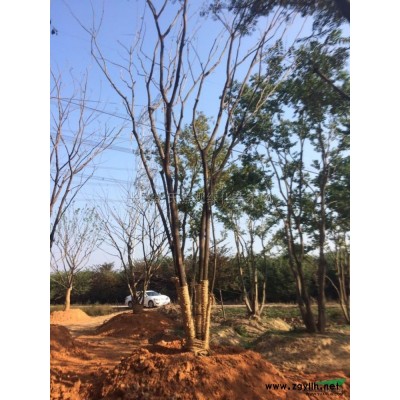 三角枫6行情报价/三角枫6图片展示