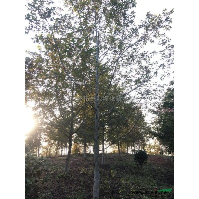 浙江供应马褂木6规格*