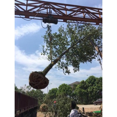 浙江美人梅4介绍