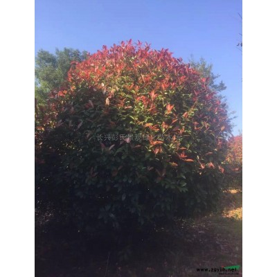 浙江水杉基地图片展示/水杉*近报价