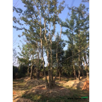 柳树3图片\柳树3报价