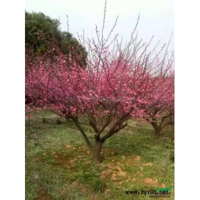 红叶石楠5*新价格/红叶石楠5报价