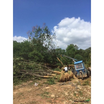 浙江精品五角枫行情报价