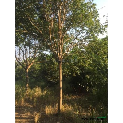 精品桂花行情价格/精品桂花报价