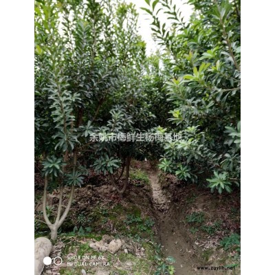 大小规格杨梅树基地 量大从优