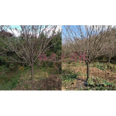 余姚杨梅树哪里好/哪家便宜