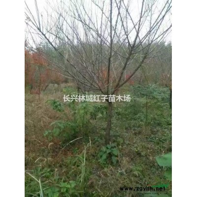 浙江栾树15-16公分大量供应
