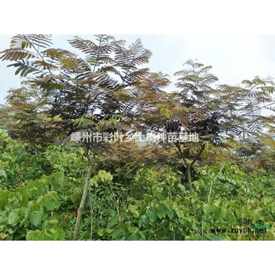 供应二年生合欢苗