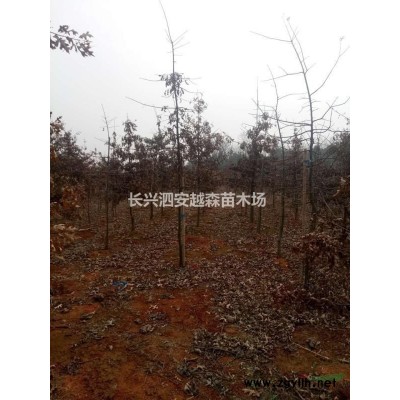 浙江香樟 湖州香樟树 哪里好/哪家便宜