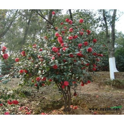 浙江龟甲冬青小球介绍