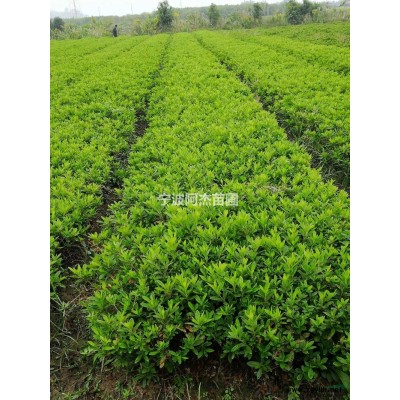 浙江茶梅球介绍