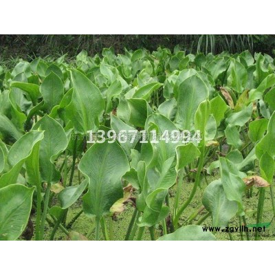 兰花三七 常绿萱草 紫娇花 金叶石菖蒲图片展示